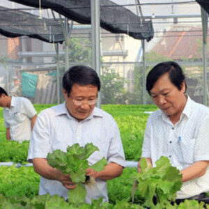 Áp dụng công nghệ tưới nhỏ giọt tại miền Trung