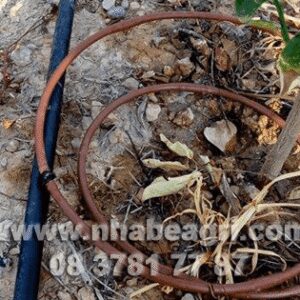 Hướng dẫn lắp đặt một số hệ thống tưới quanh gốc